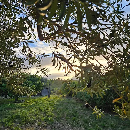 Del Carrubo A Due Passi Dal Mare Di Cefalu Collesano